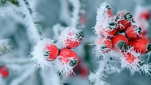 Snow on berries